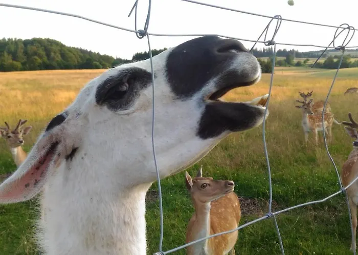 Wakacyjny Sloszow 3 Duszniki Zdroj